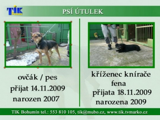 Psí nalezenci budou usilovat o páníčka také v televizních videotextových stránkách