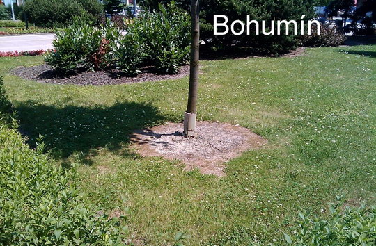 Herbicidy se při údržbě zeleně používají minimálně