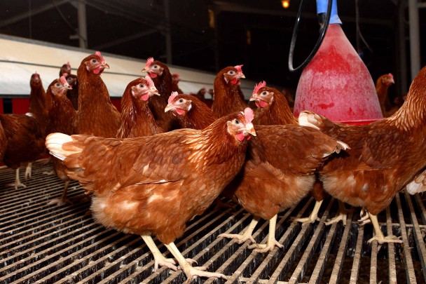 Doporučení chovatelům kvůli ptačí chřipce v okolí