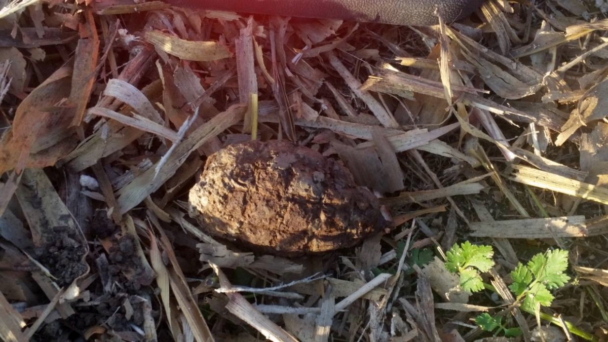 V polích u Kopytova našli granát z 2. světové války