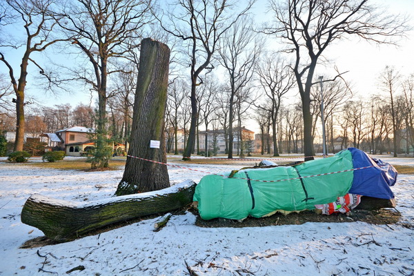 Pokuta pro Bohumín za pokácený strom je nespravedlivá, město o netopýrech nevědělo