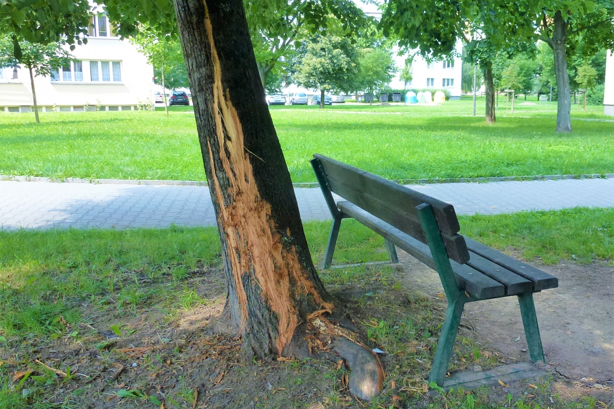 Vandal si hrál na grizzlyho, vážně poničil statnou lípu