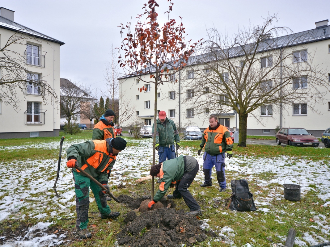 Bohumín ozdobí na jaře 160 nových stromů, staré a nemocné dalo město skácet