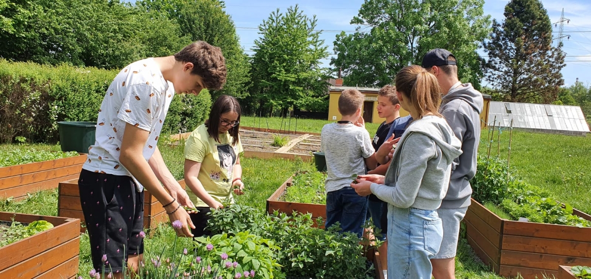 Vlastní ředkvičky, salát nebo bylinky, školáky baví edukační zahrada