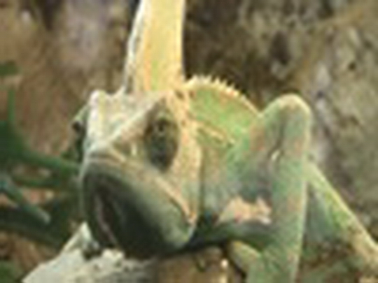 Chameleón Ferko - show video