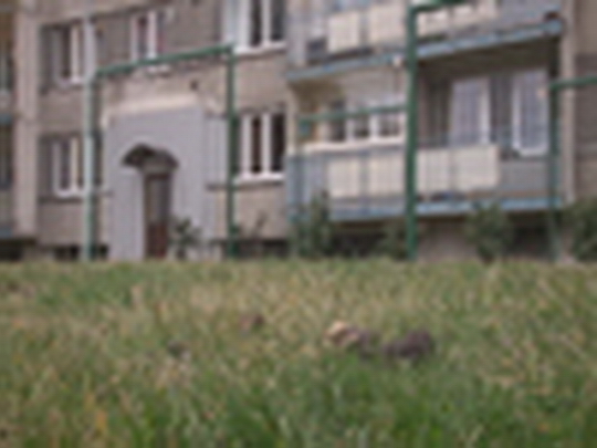 Psí exkrementy - show video