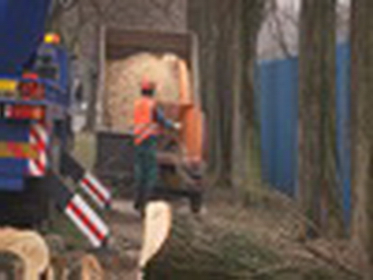 Předjarní kácení stromů - show video