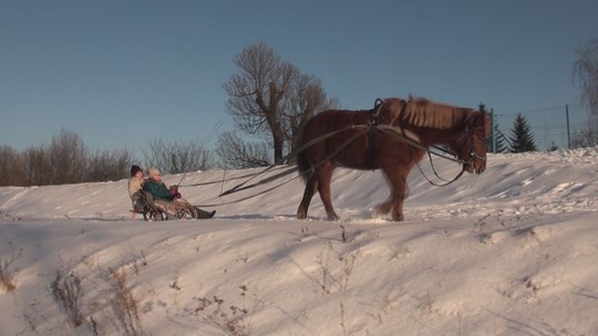 Labutě a další ptáci v době mrazů na Odře u Bohumína - zobrazit video