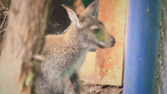 Klokan lákadlem minizoo muzea vojenské techniky - show video